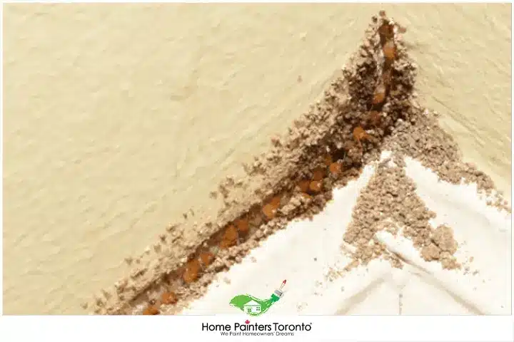 Termite Damage