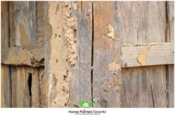 wood fence damage by termite